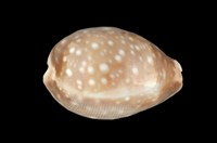 藏品(白星寶螺)的圖片